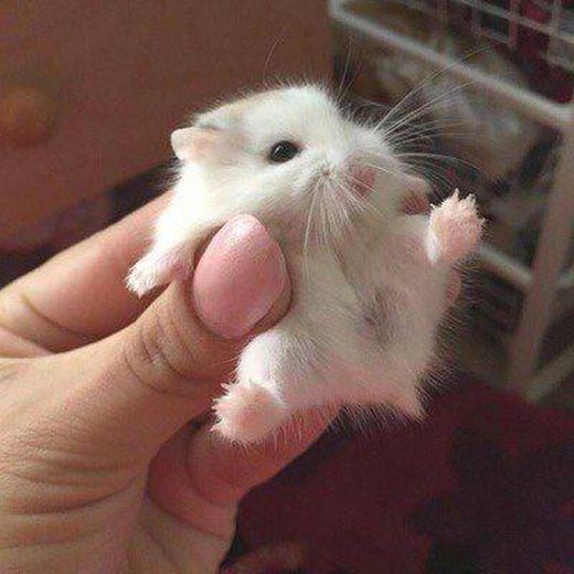 Hamster