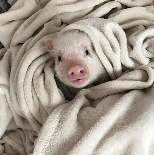 Um mini pig