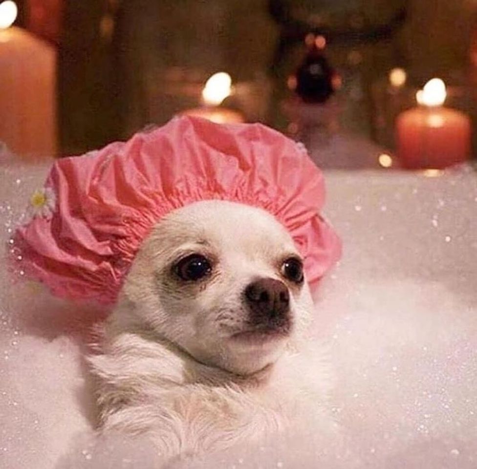 Fashion Spa pet kkkk