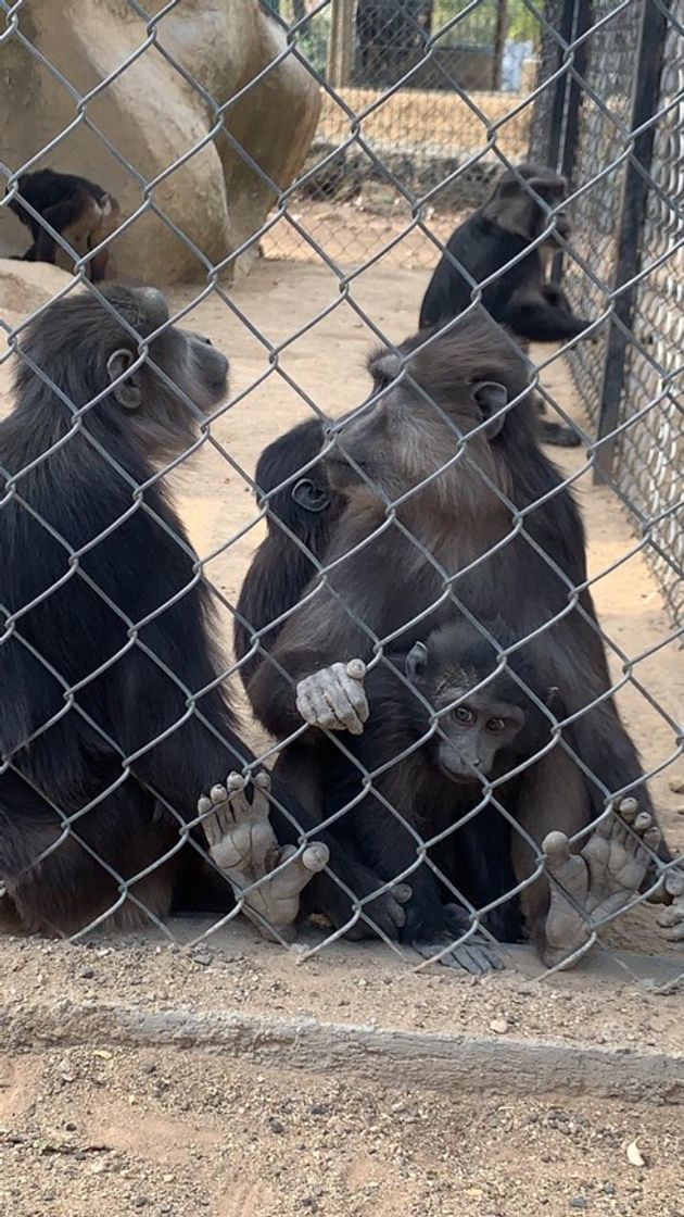 Lugar Zoológico De Morelia Herpetario