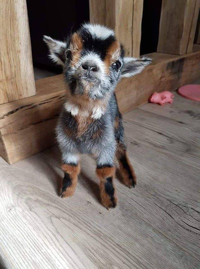 Fashion Pet 🐐