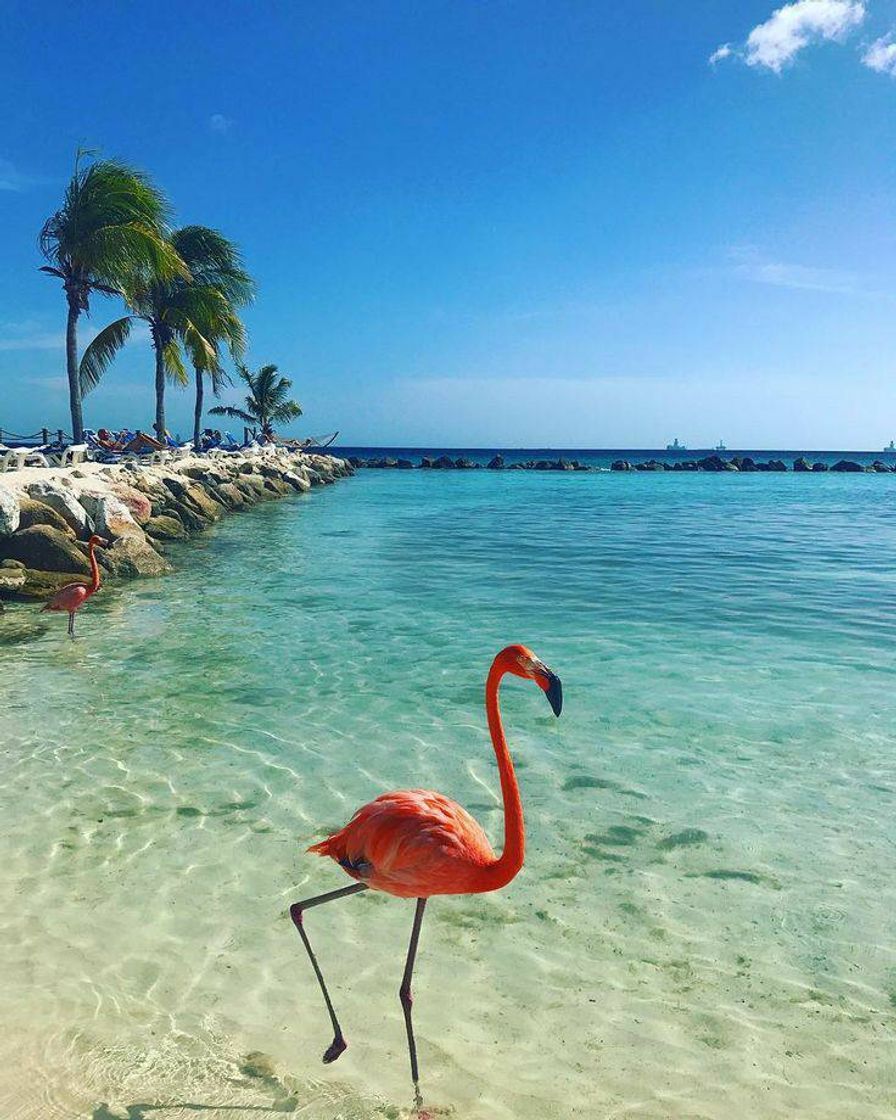 ... Aruba Caribe