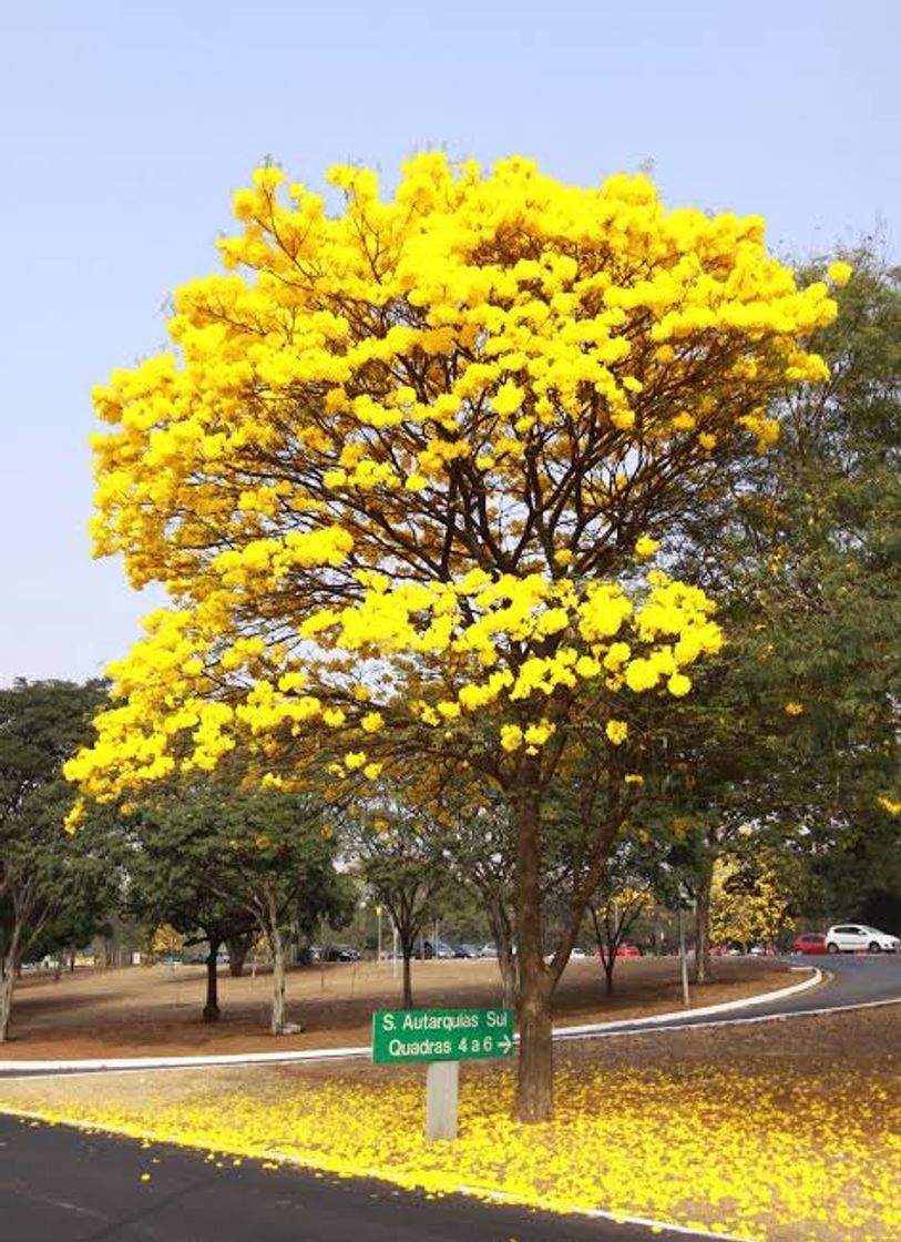 Moda Ipê amarelo