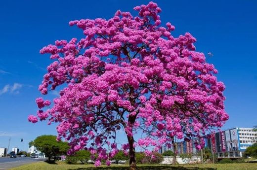 Ipê roxo 