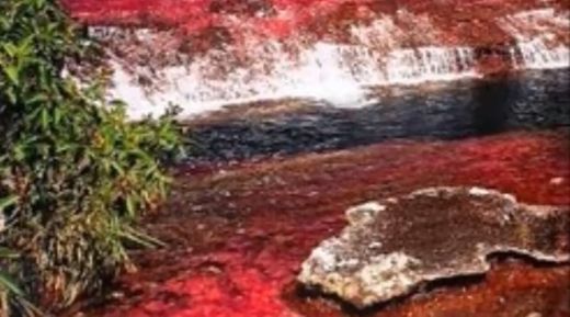 Caño Cristales