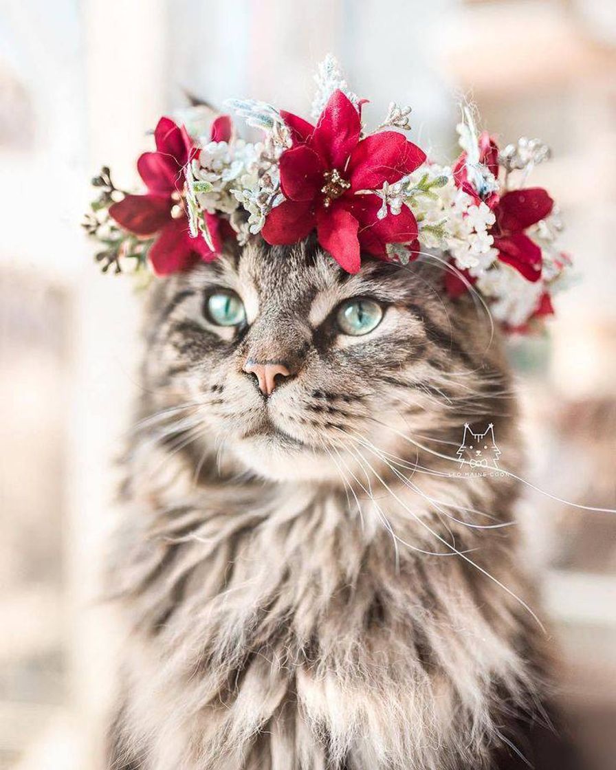 Moda Gentee,que linda essa gatinha! Adorei!🐱