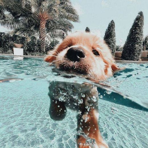 Cachorro nadando.