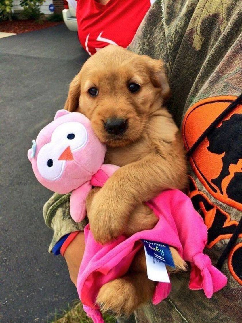 Fashion Fofura em dog!🐾