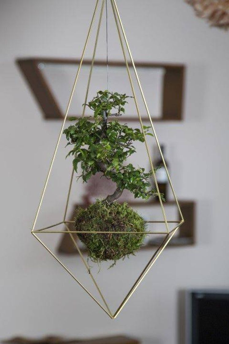 Fashion Kokedama