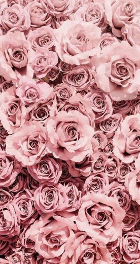 Wallpaper rosas 