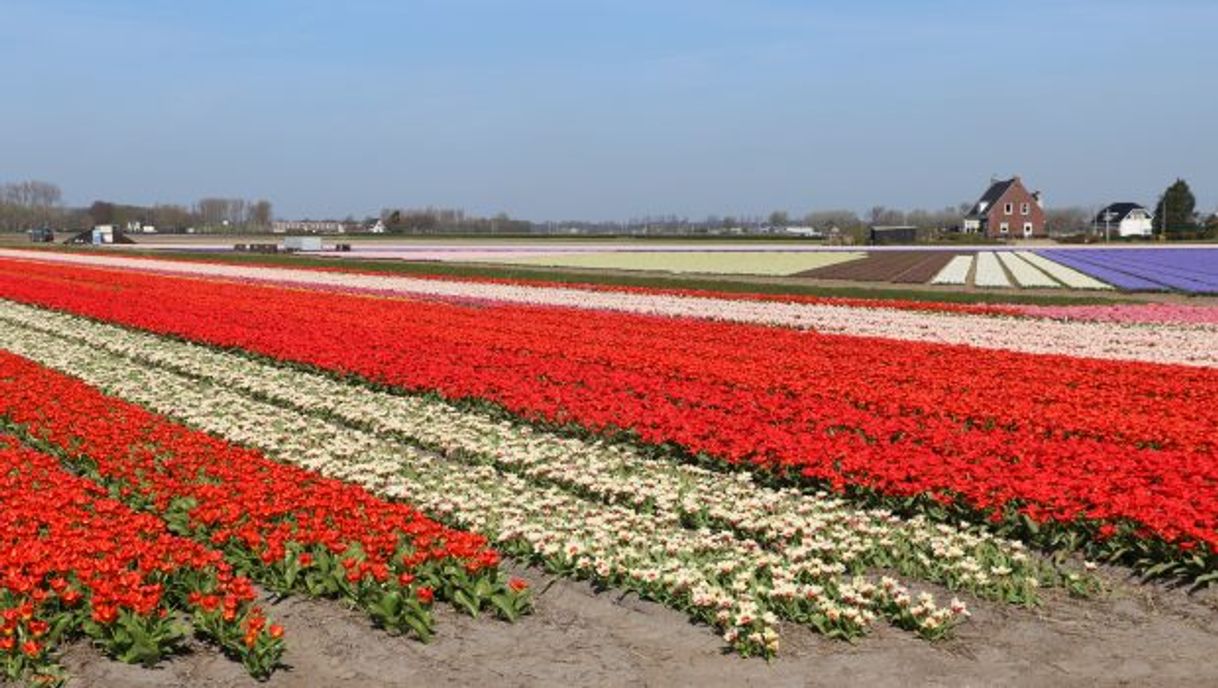 Place Bollenstreek