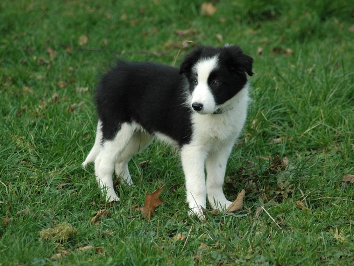 Fashion Border Collie