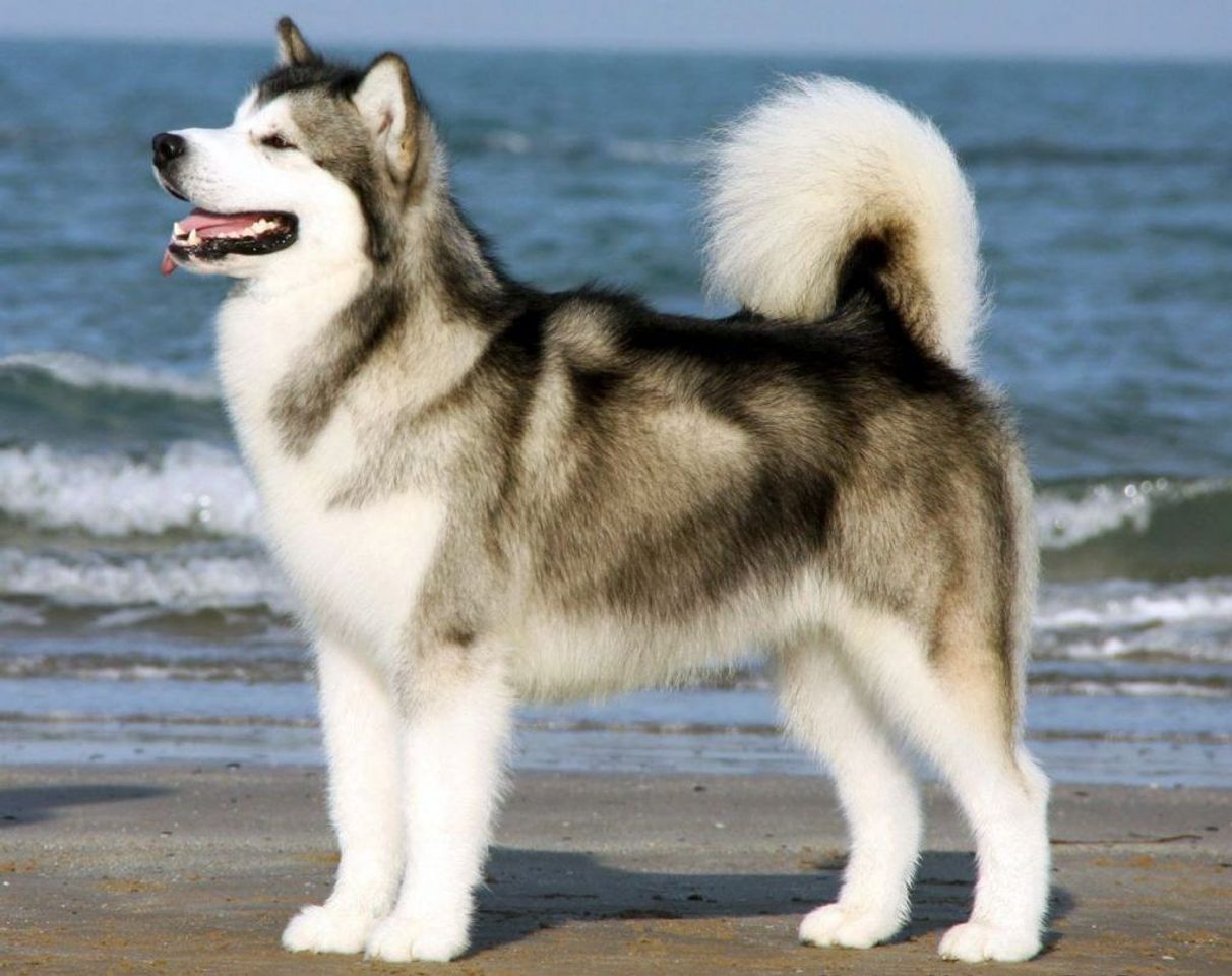 Moda Husky Siberiano