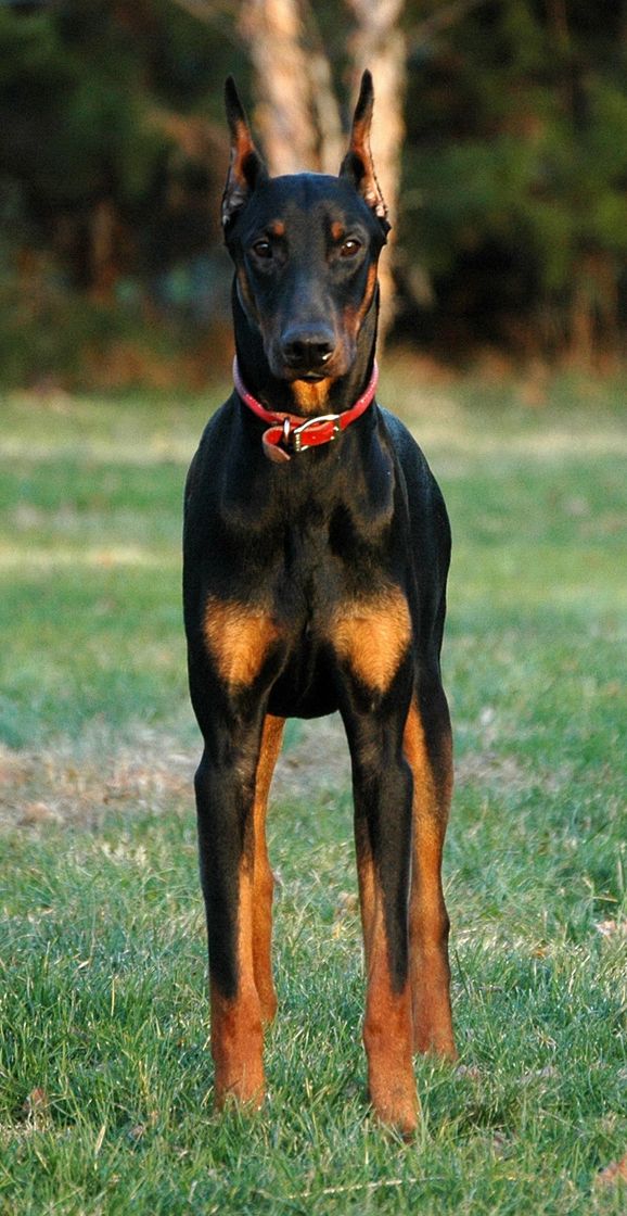 Fashion Dobermann