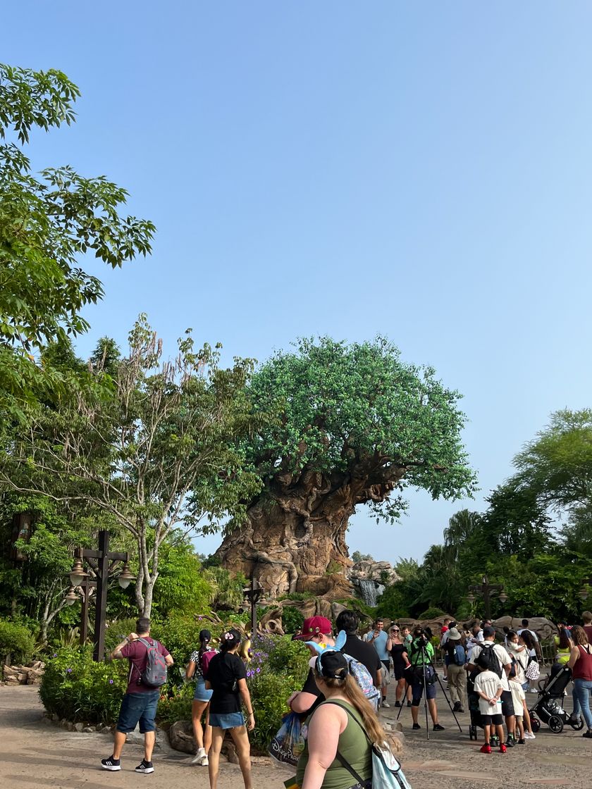 Lugar Animal Kingdom