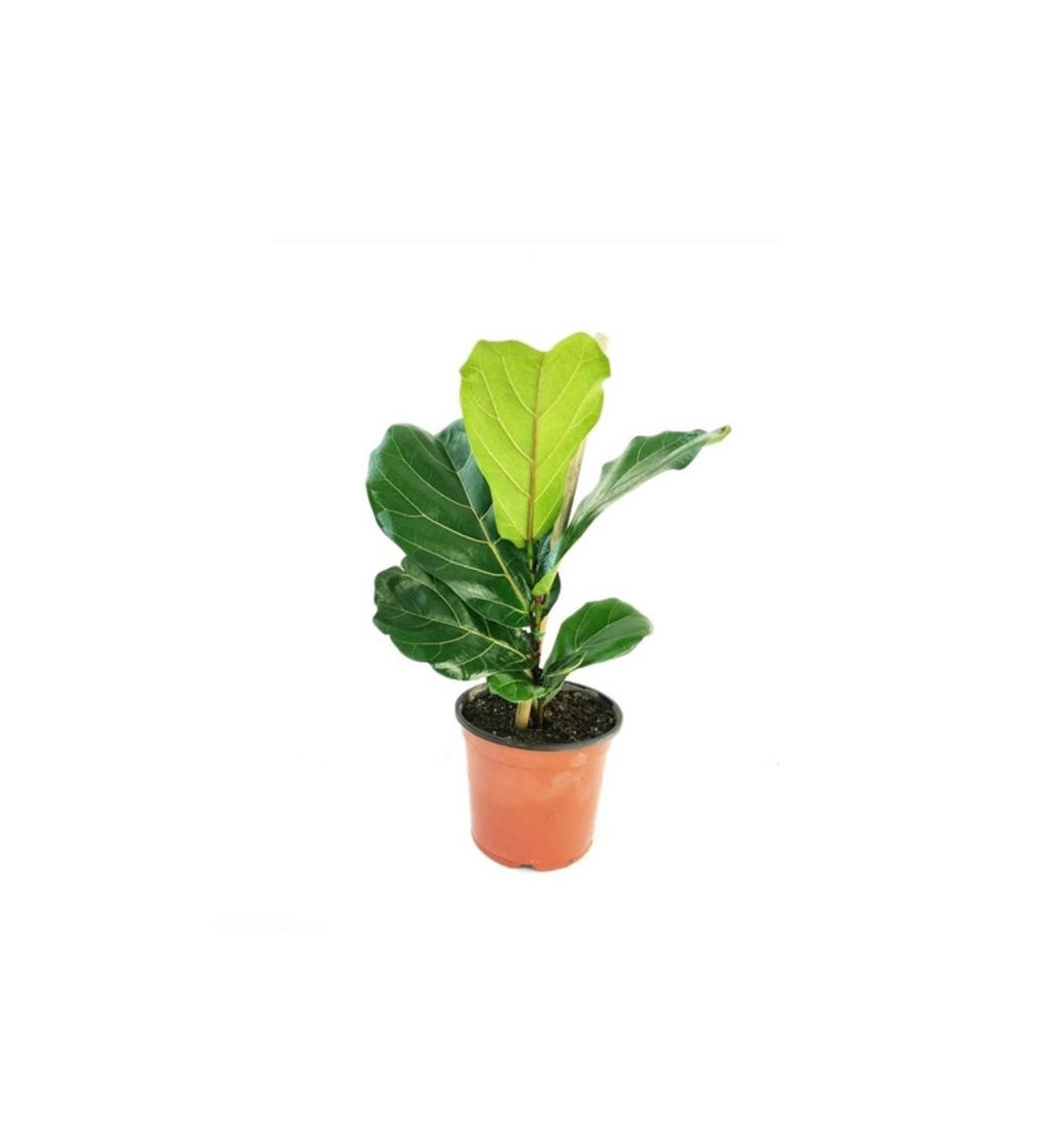 Producto Planta De Ficus Pandurata