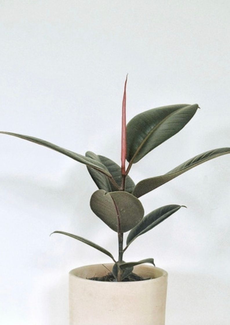 Product Ficus elástica planta Indoor