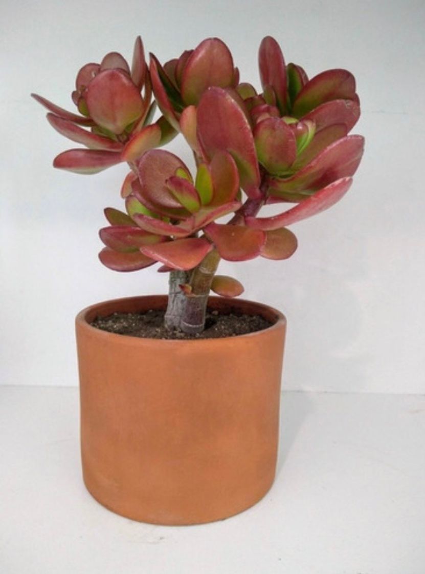 Product Planta jade