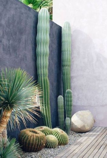 Espacios de diferentes clase de cactus