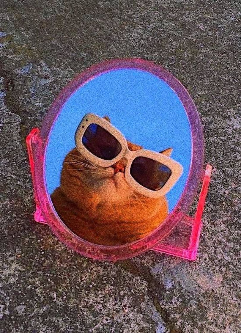 Social o gato estiloso 