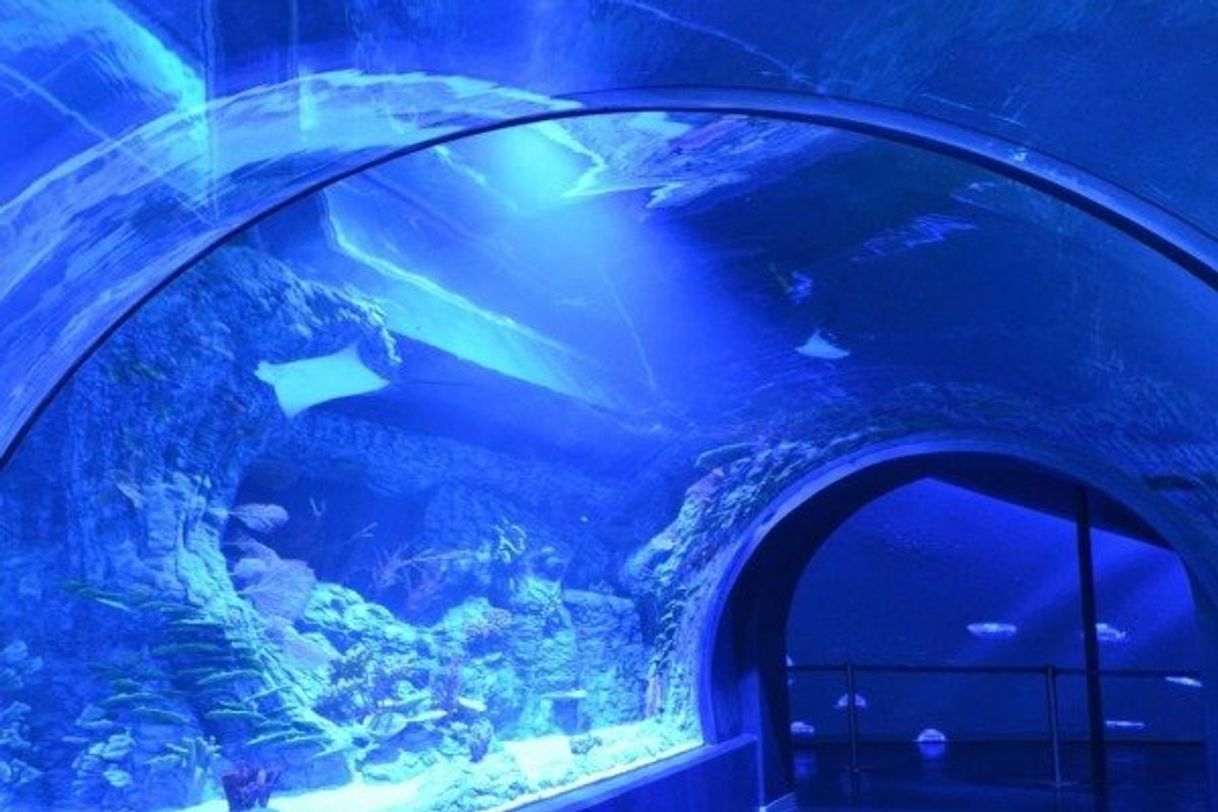 Place Atlantis Aquarium Madrid