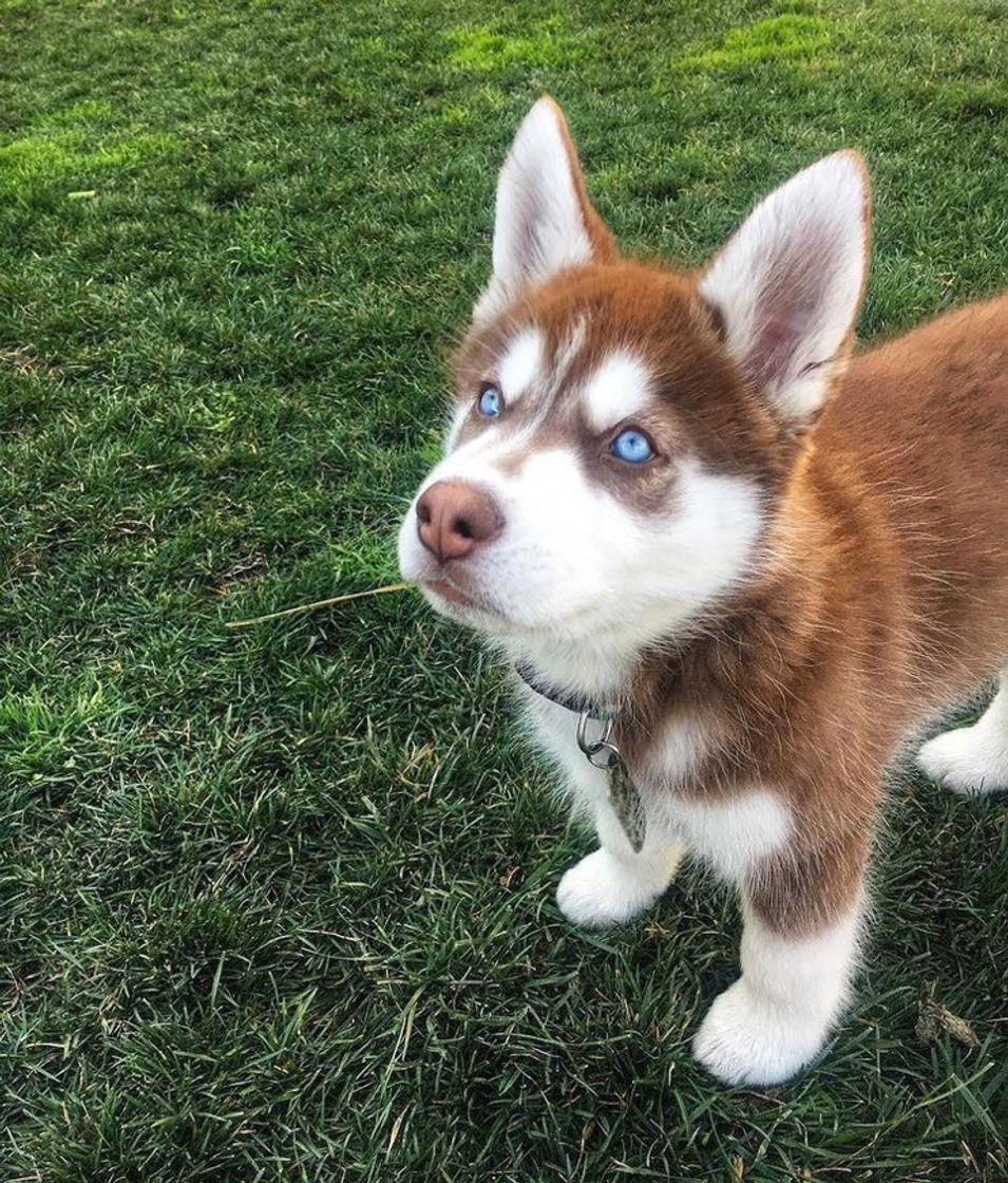 Moda Filhote de husky