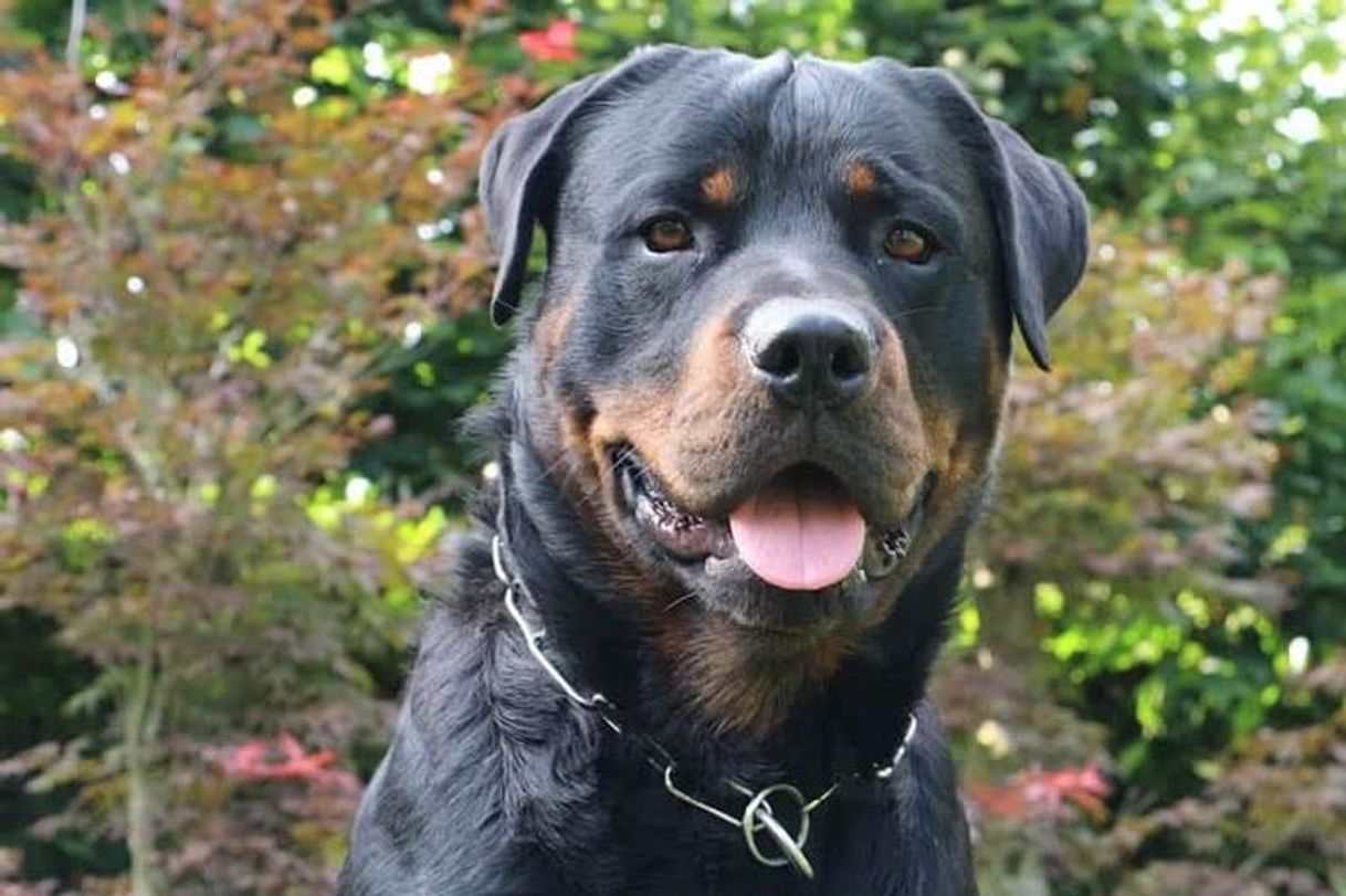 Moda Rottweiler 