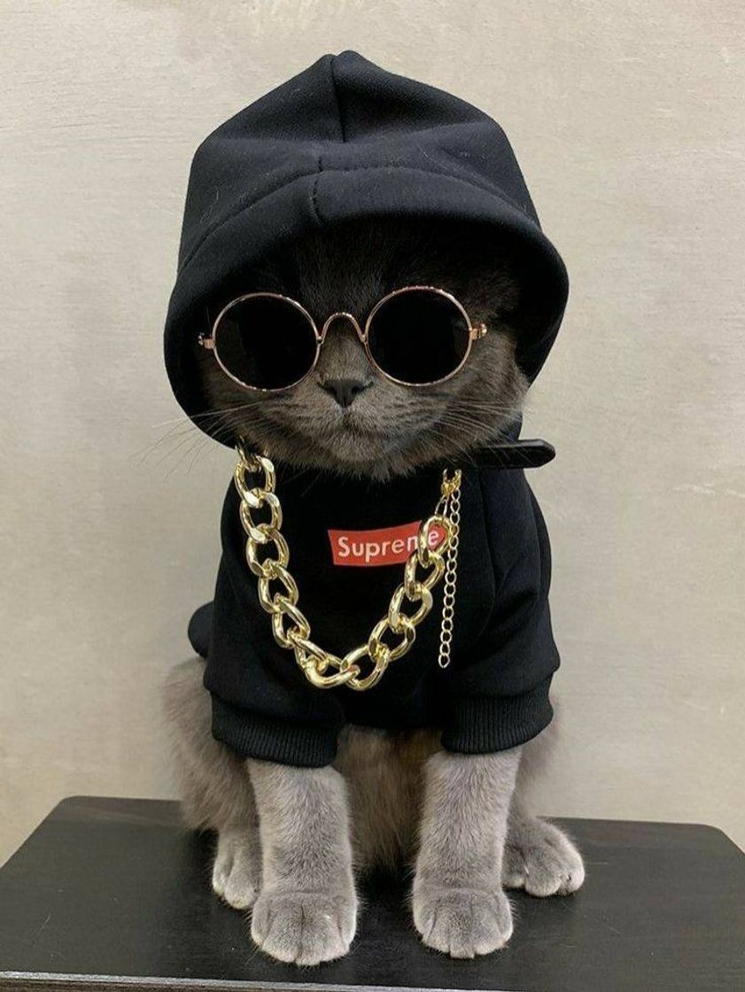 Moda Gatinho bem estiloso