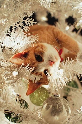 Gatos E árvores de natal