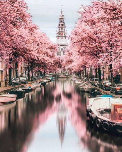 Amsterdam 🌸🌸🌸🌸