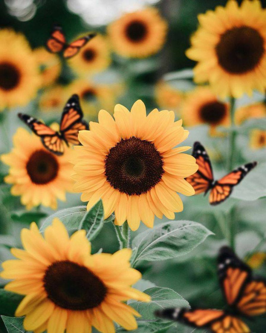 Moda Wallpaper girasol🌻