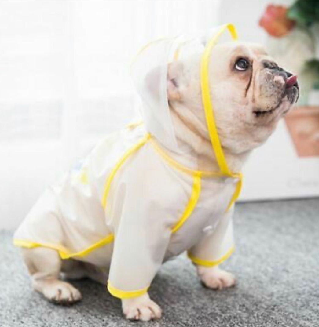 Producto Gabardine para Bulldog Francês 