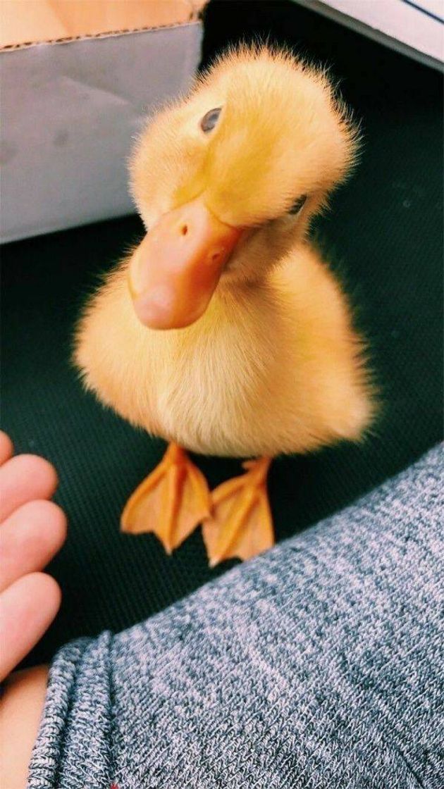 Moda Duck🐤