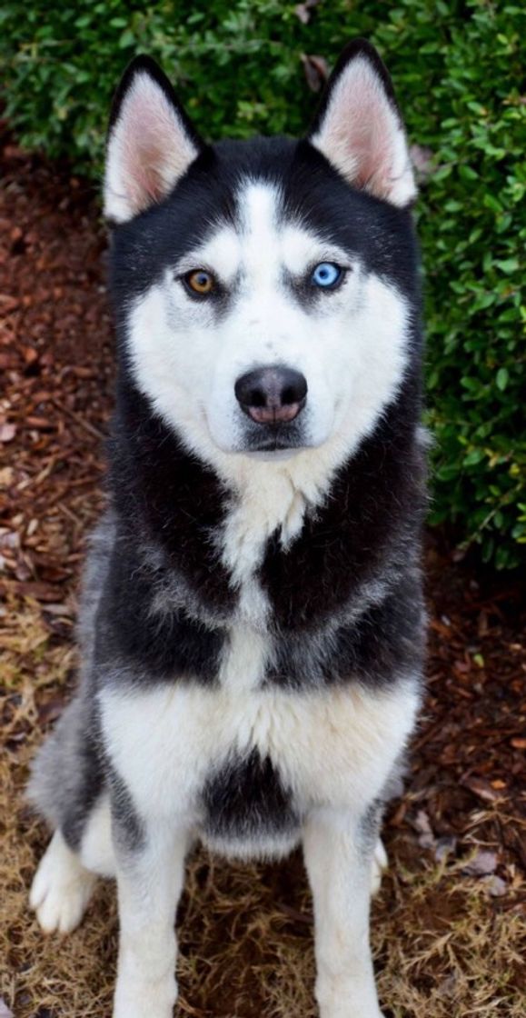 Social Husky siberiano 🐶