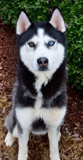 Husky siberiano 🐶