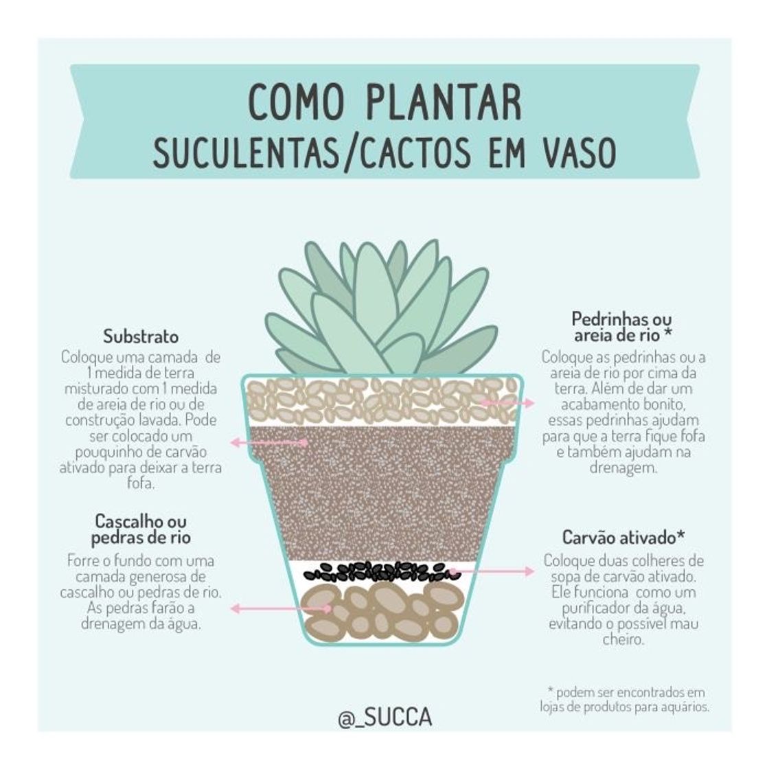 Fashion DICAS SOBRE SUCULENTAS