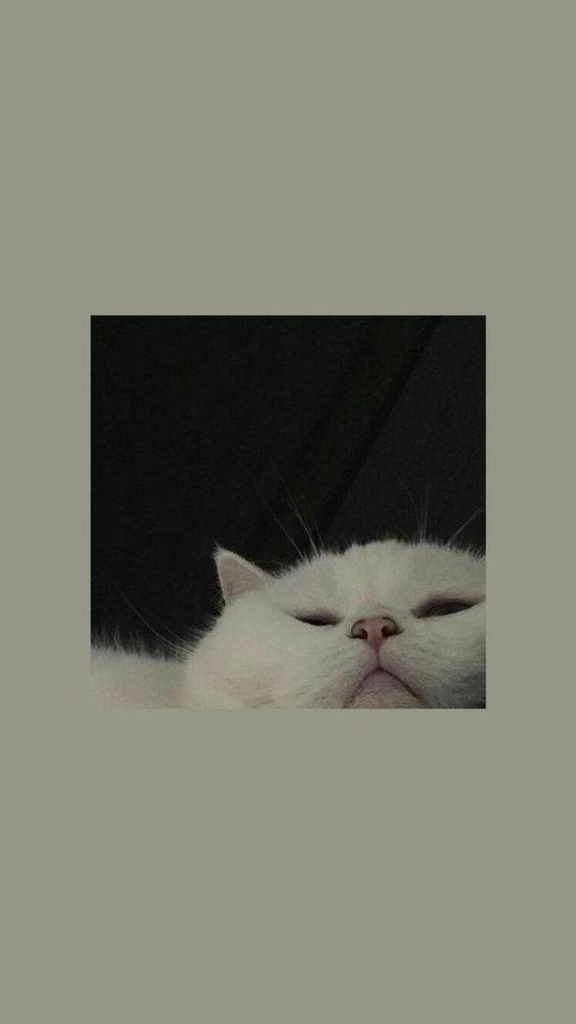 Social Muito fofoh