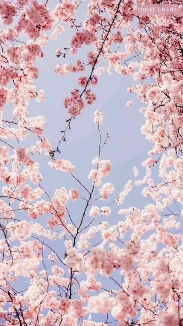 Social Wallpaper 