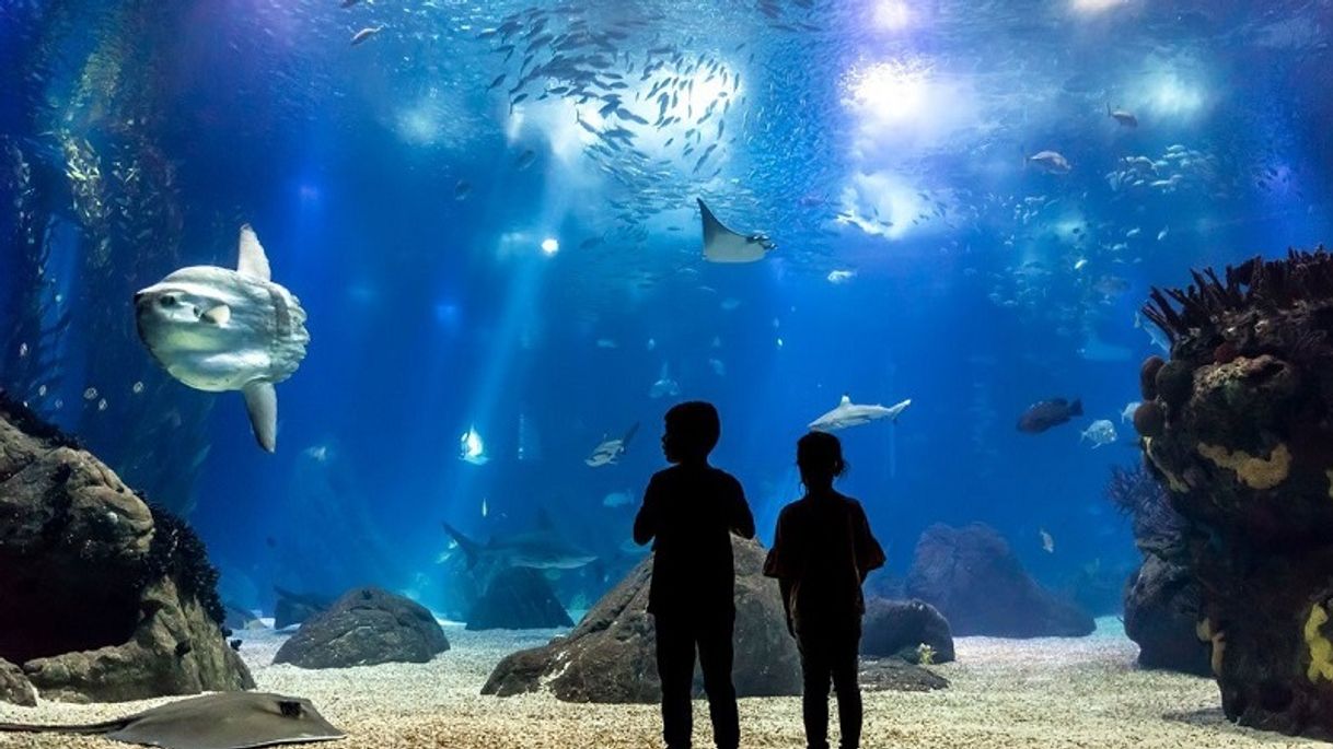 Lugar Oceanario de Lisboa