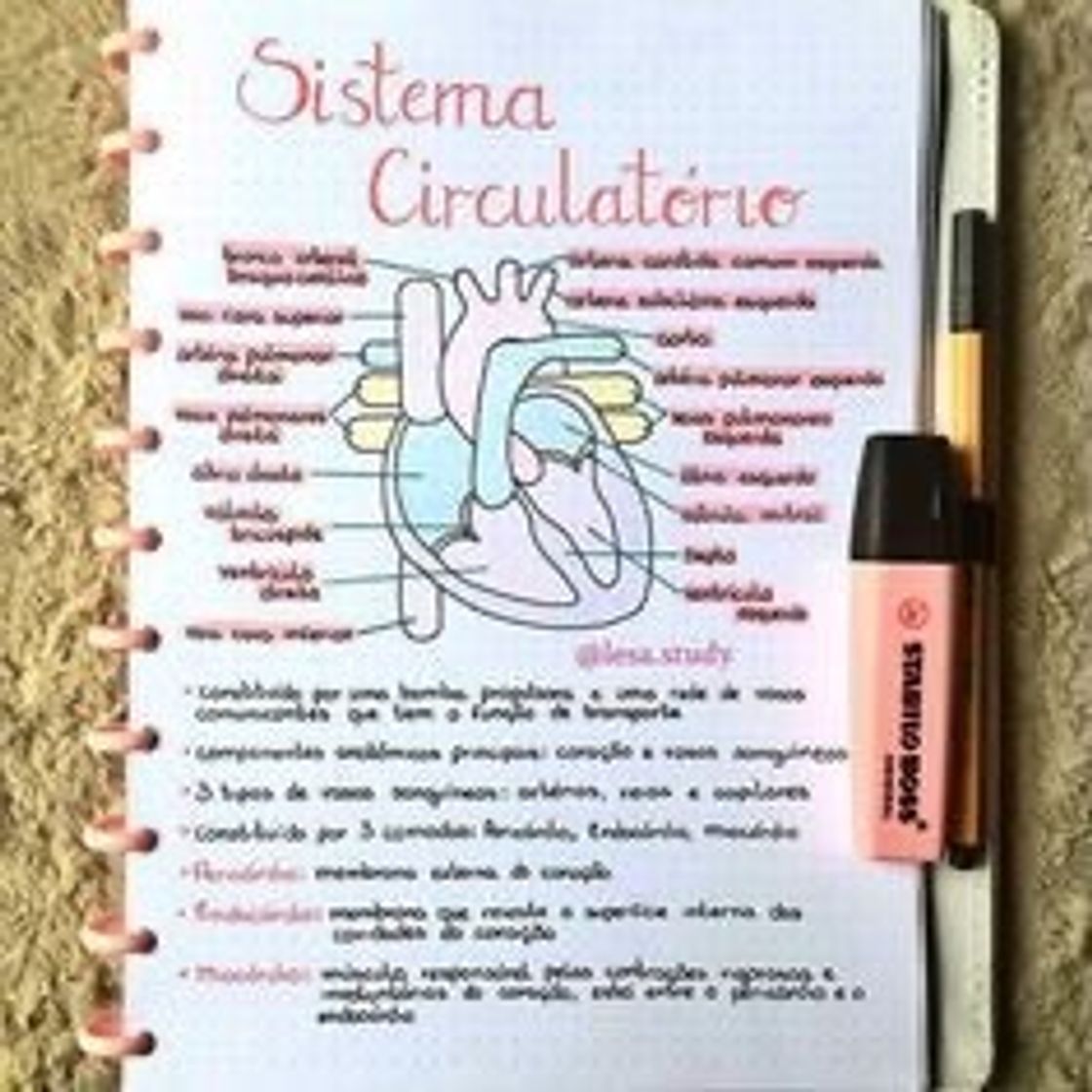 Social MAPA MENTAL SOBRE SISTEMA CARDIOVASCULAR 
