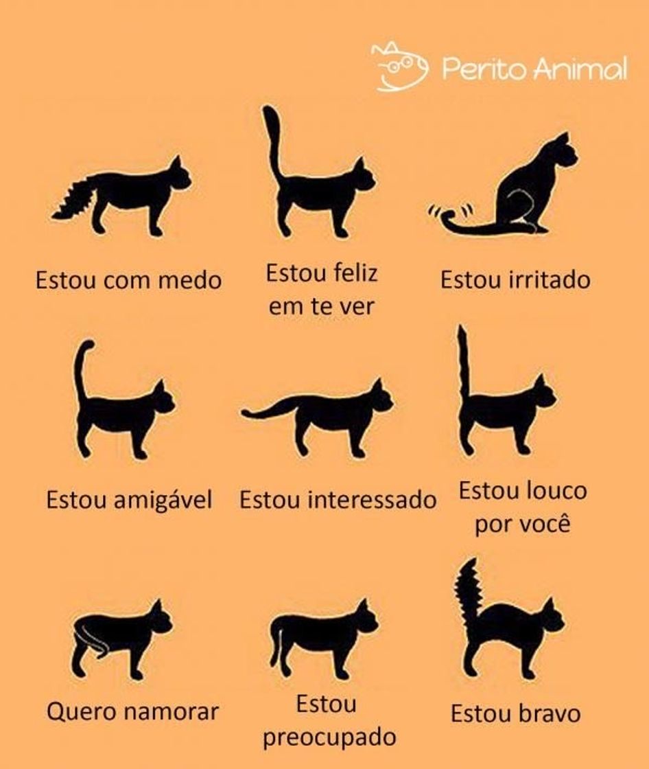 Moda Linguagem corporal dos gatos