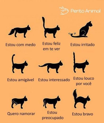 Linguagem corporal dos gatos