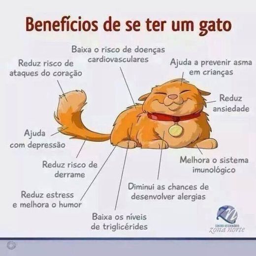Benefícios de ter um gato