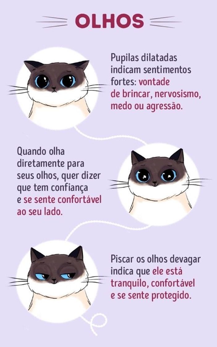 Moda Entenda como seu gato se comunica com você 