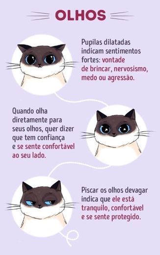 Entenda como seu gato se comunica com você 