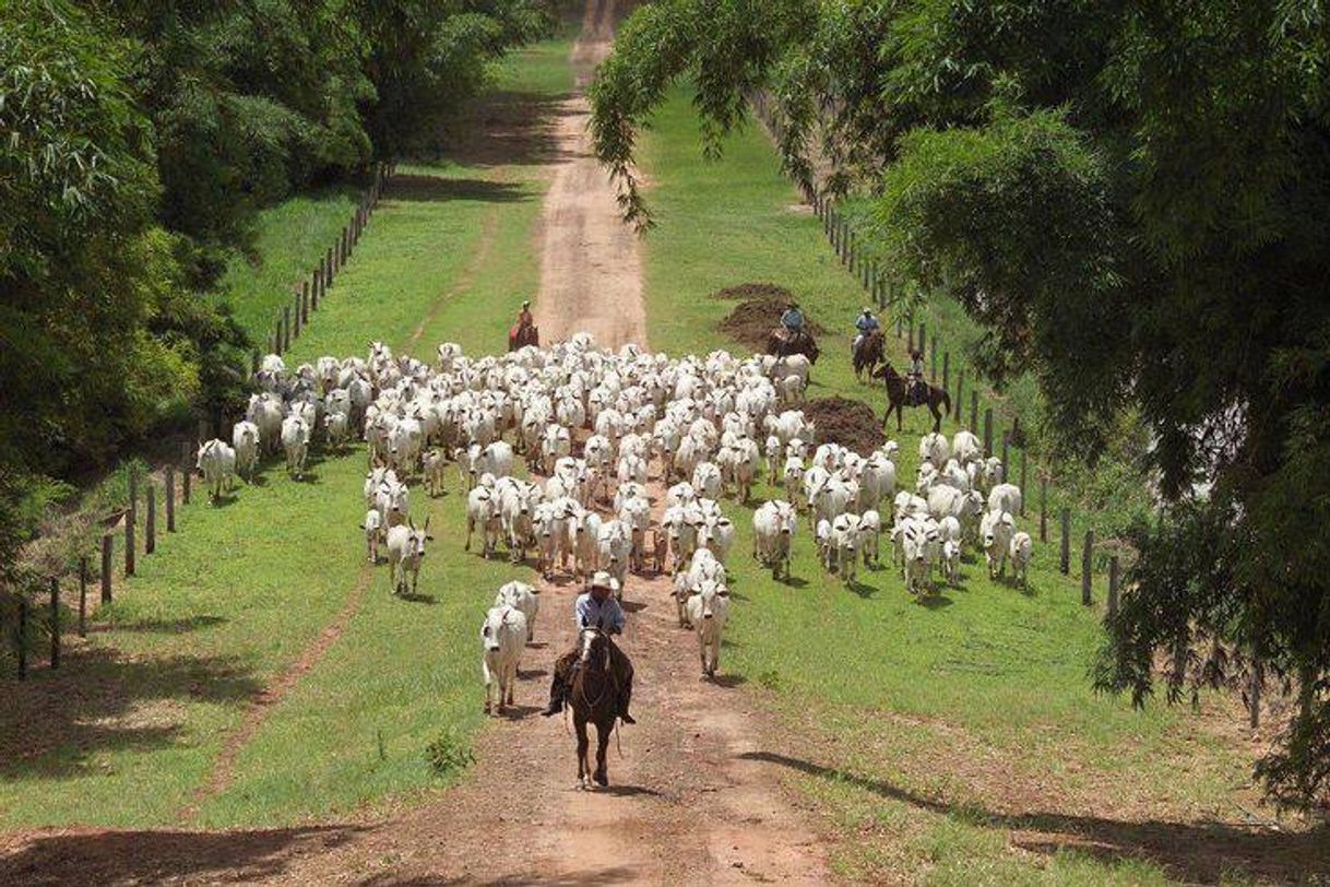 Moda  Esse mundo de gado, fazenda, é o meu sonho.😍😍🤗