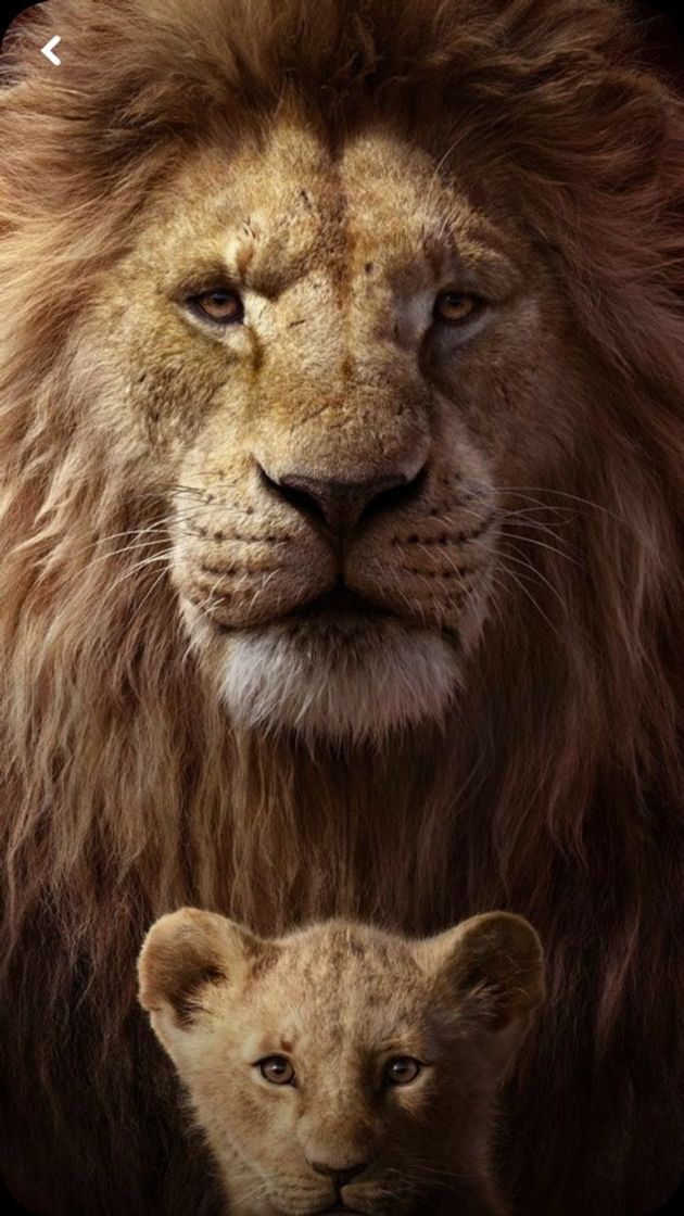 Social Lions 🦁 