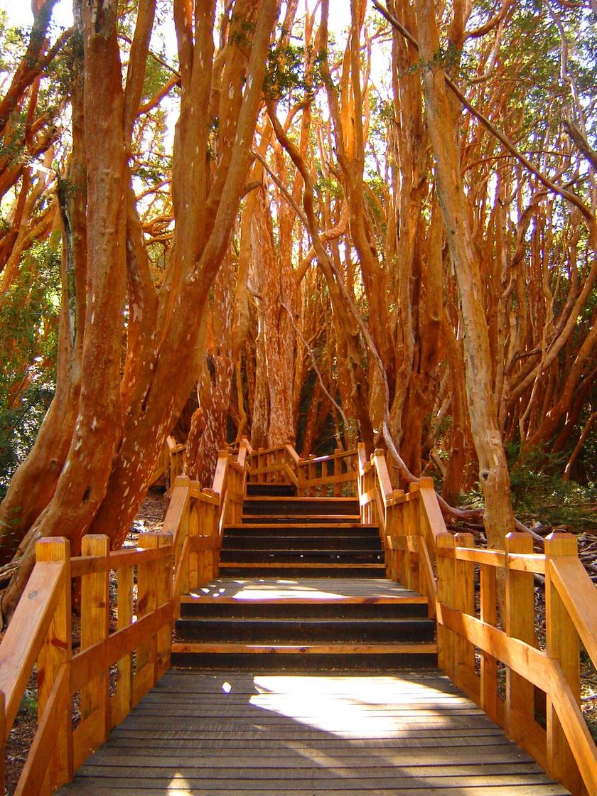 Place Bosque de Arrayanes