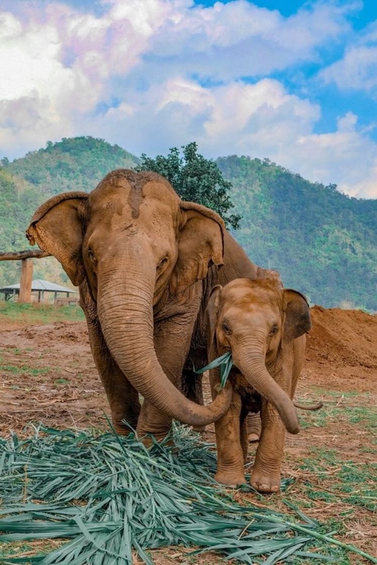 Lugar Elephant Nature Park