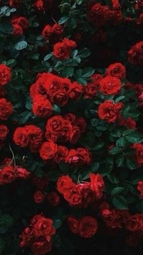rosas vermelhas 🌹